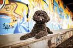 adult Labradoodle