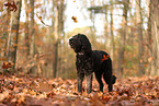 Labradoodle