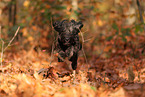Labradoodle