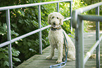 Labradoodle