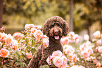 Labradoodle