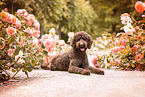Labradoodle