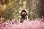 Labradoodle