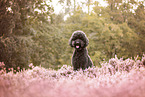 Labradoodle