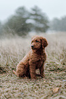 Labradoodle Puppy