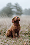 Labradoodle Puppy