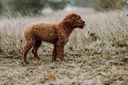 Labradoodle Puppy