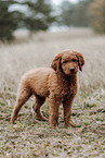 Labradoodle Puppy