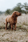 Labradoodle Puppy