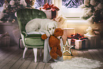 Labradoodle