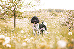 Labradoodle