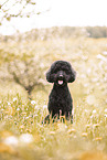 Labradoodle