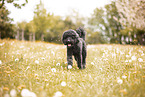 Labradoodle
