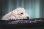 Labradoodle