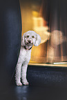 Labradoodle