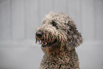Labradoodle