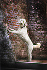 Labradoodle