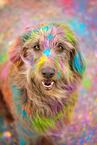 Labradoodle