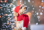 Labradoodle