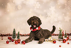 Labradoodle