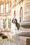 Labradoodle