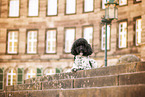 Labradoodle