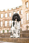 Labradoodle