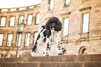 Labradoodle