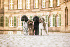 Labradoodle