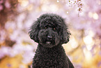 Labradoodle