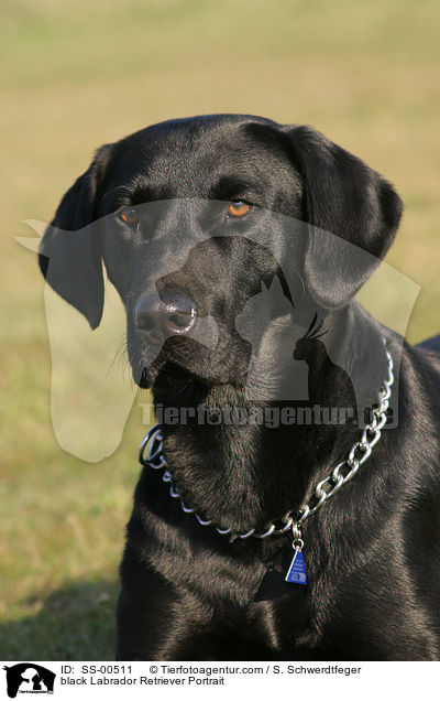 schwarzer Labrador Retriever Portrait / black Labrador Retriever Portrait / SS-00511