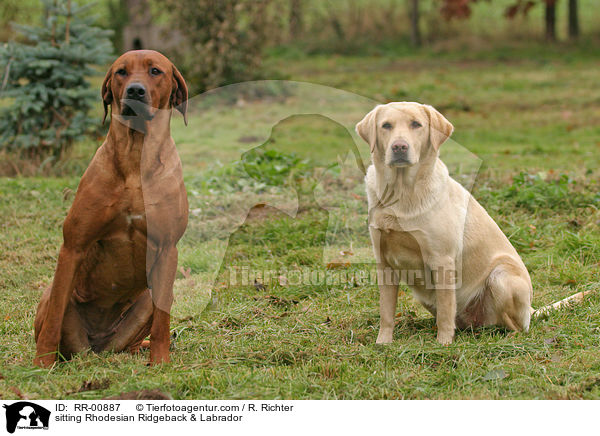 sitting Rhodesian Ridgeback & Labrador / RR-00887