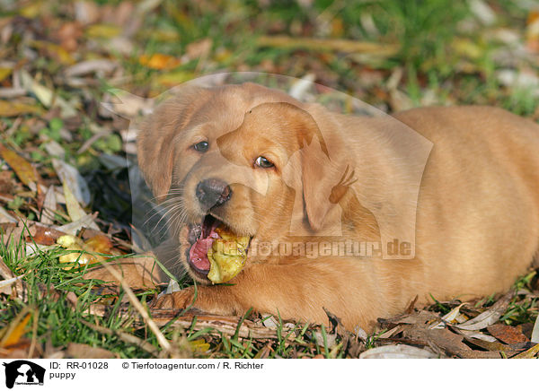 Labrador Welpe / puppy / RR-01028
