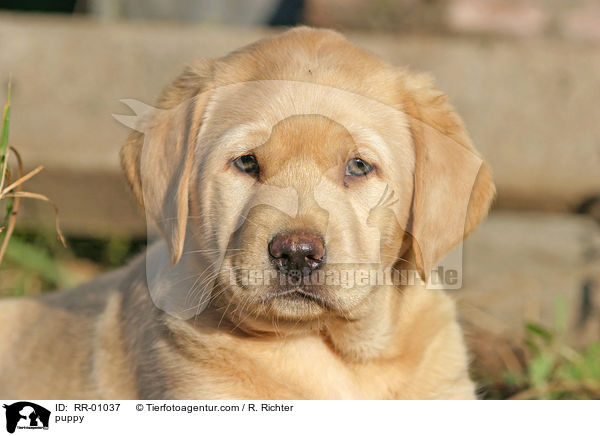 puppy / RR-01037