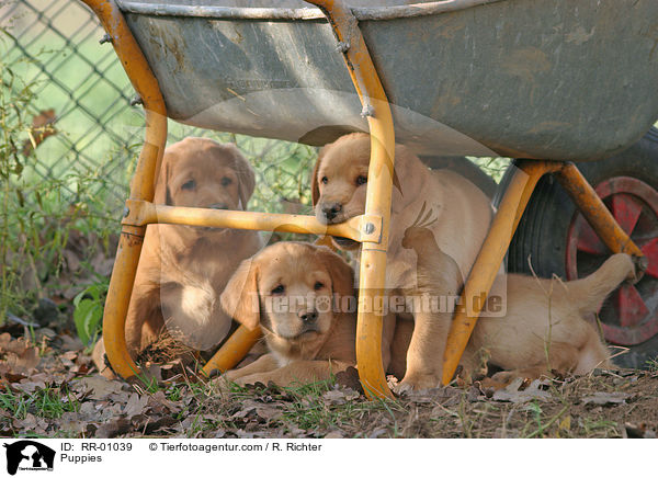 Puppies / RR-01039