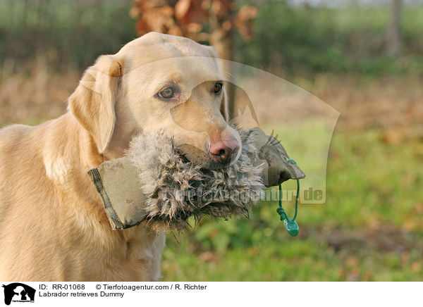 Labrador retrieves Dummy / RR-01068