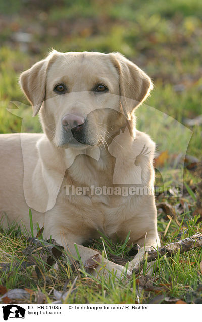 liegender / lying Labrador / RR-01085