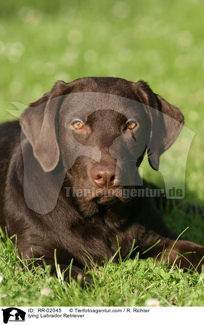lying Labrador Retriever / RR-02045