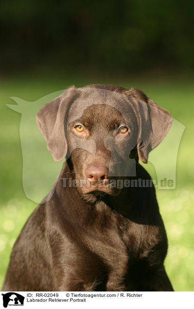 Labrador Retriever Portrait / RR-02049