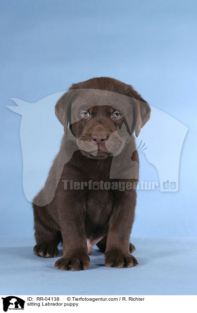 sitting Labrador puppy / RR-04138