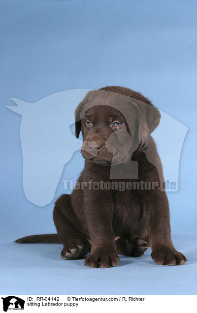 sitting Labrador puppy / RR-04142