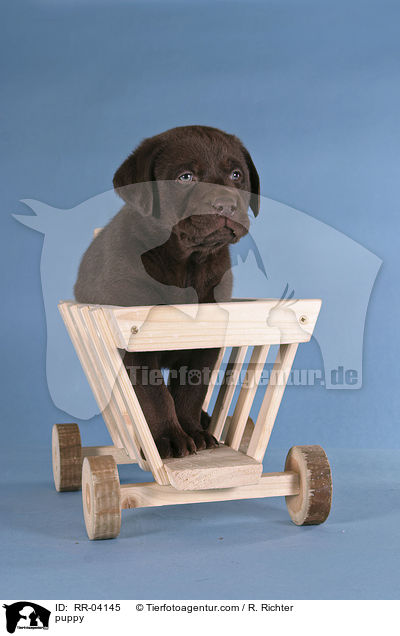 puppy / RR-04145