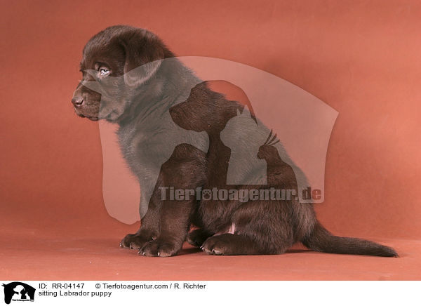 sitting Labrador puppy / RR-04147