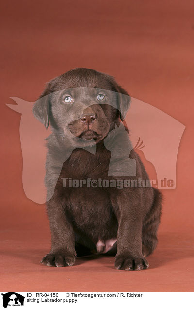 sitting Labrador puppy / RR-04150