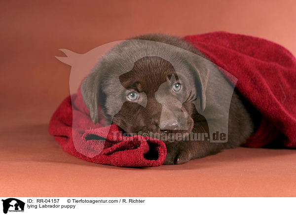 lying Labrador puppy / RR-04157