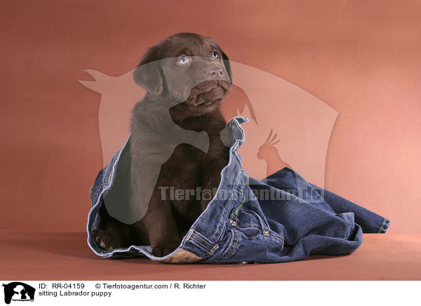 sitting Labrador puppy / RR-04159