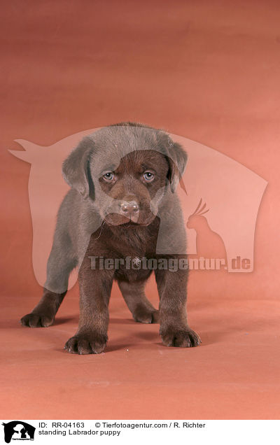 standing Labrador puppy / RR-04163