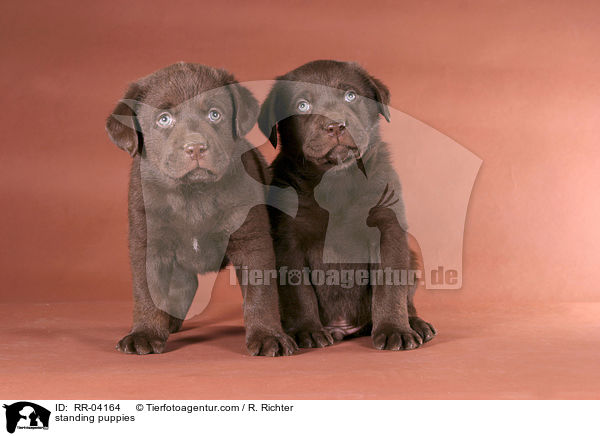 standing puppies / RR-04164