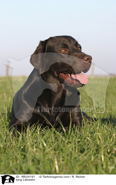 lying Labrador / RR-04191