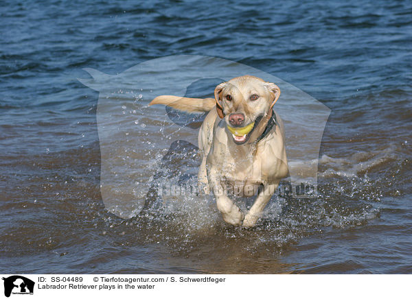 Labrador Retriever plays in the water / SS-04489